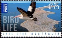 Lake Eyre - "Bird Life" Australian Pelican