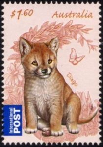 Dingo (Canis lupus dingo)