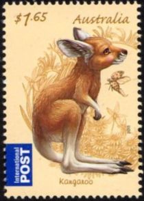 Red Kangaroo (Osphranter rufus)