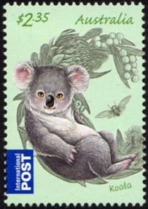 Koala (Phascolarctos cinereus)