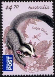 Sugar Glider (Petaurus breviceps)