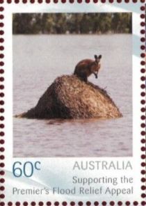 Wallaby on debris