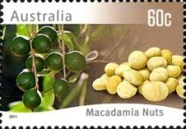 Macadamia Nuts