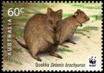 Quokka (Setonix brachyurus)