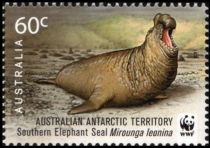 Southern Elephant Seal (Mirounga leonina)