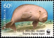 Dugong (Dugong dugon)