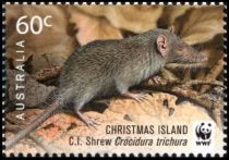 Christmas Island Shrew (Crocidura trichura)