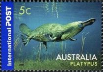 Duck-billed Platypus (Ornithorhynchus anatinus)