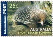 Short-beaked Echidna (Tachyglossus aculeatus)