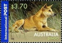 Dingo (Canis lupus dingo)