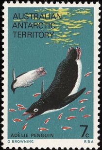 Adelie Penguin (Pygoscelis adeliae)