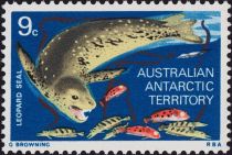 Leopard Seal (Hydrurga leptonyx)