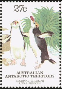 Royal Penguin (Eudyptes schlegeli)