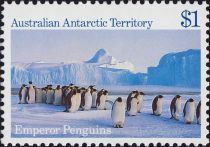 Emperor Penguin (Aptenodytes forsteri)