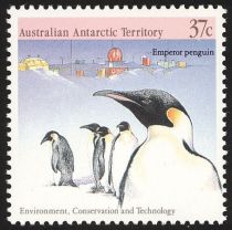 Emperor Penguin (Aptenodytes forsteri), Davis Station