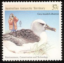 Grey-headed Albatross and Photographer