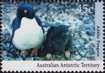 Adelie Penguin (Pygoscelis adeliae) with Chick