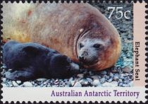 Southern Elephant Seal (Mirounga leonina) with Pup