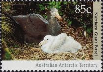 Northern Giant Petrel (Macronectes halli) with Fledgling