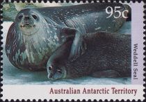 Weddell Seal (Leptonychetes weddelli) with Pup