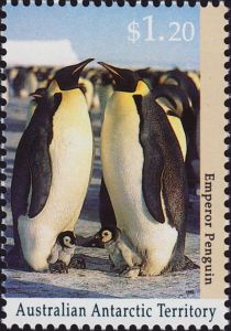 Emperor Penguin (Aptenodytes forsteri) with Chicks