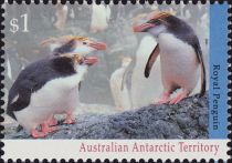 Royal Penguin (Eudyptes schlegeli)