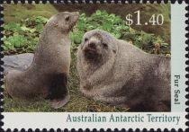 Kerguelen Fur Seal (Arctocephalus gazella)