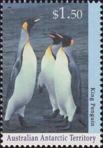 King Penguin (Aptenodytes patagonicus)