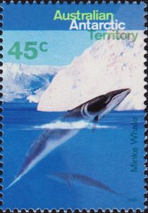 Antarctic Minke Whale (Balaenoptera bonaerensis)