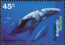 Humpback Whale (Megaptera novaeangliae) with Calf