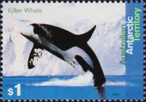 Killer Whale (Orcinus orca)