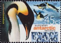 Emperor Penguin (Aptenodytes forsteri)