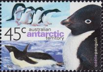 Adelie Penguin (Pygoscelis adeliae)