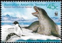 Leopard Seal (Hydrurga leptonyx) Chasing Penguins