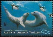 Leopard Seal (Hydrurga leptonyx) and Pup Swimming