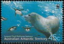 Leopard Seal (Hydrurga leptonyx) Swimming with Penguins