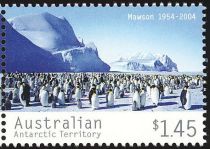 Emperor Penguin (Aptenodytes forsteri) Colony