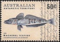 Mackerel Icefish (Champsocephalus gunnari)