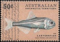 Antarctica Lanternfish (Electrona antarctica)