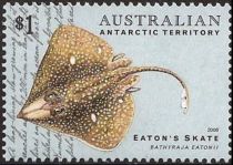 Eaton's Skate (Bathyraja eatonii)