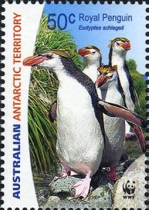 Royal Penguin (Eudyptes schlegeli)