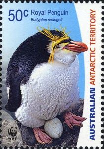 Royal Penguin (Eudyptes schlegeli) with Egg