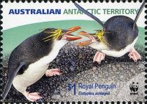 Two Royal Penguins (Eudyptes schlegeli) Sparring