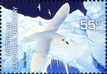 Snow Petrel (Pagodroma nivea)