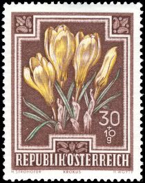 Spring Crocus (Crocus vernus)