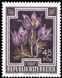 Pasque Flower (Pulsatilla vulgaris)