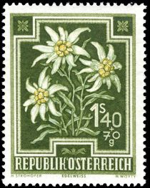 Edelweiss (Leontopodium alpinum)