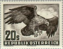 Golden Eagle (Aquila chrysaetos)