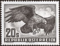 Golden Eagle (Aquila chrysaetos)