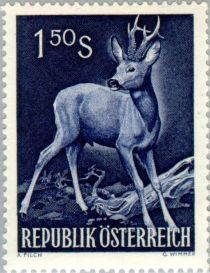 Western Roe Deer (Capreolus capreolus)